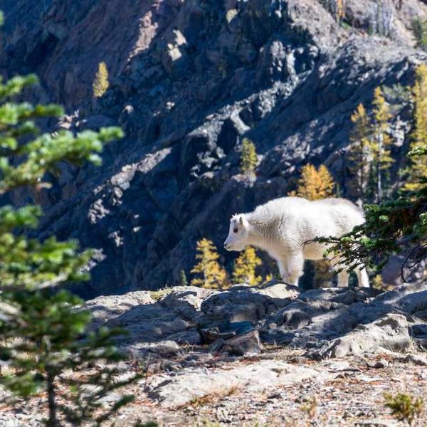 Bewaldete Landschaft mit Nebel, entspannende Atmosphäre, RentPilot.