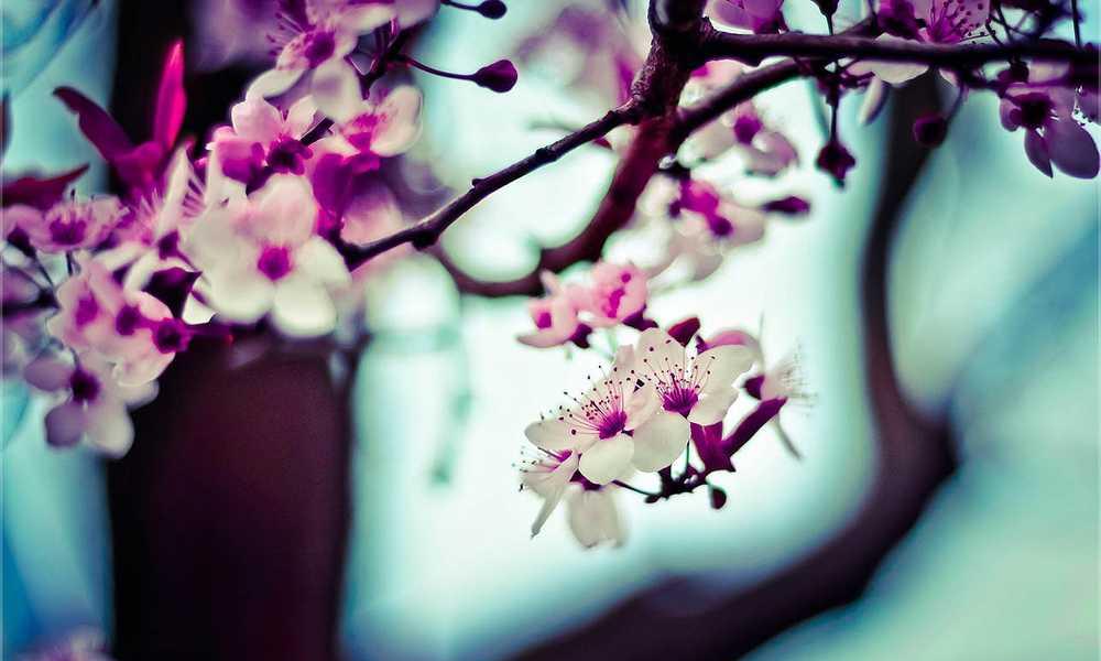 Nahaufnahme von blühenden Zweigen mit weißen und rosa Blüten