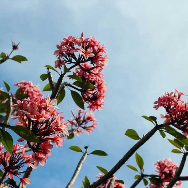 Blühende rosa Pflanzen vor blauem Himmel auf RentPilot Blog.