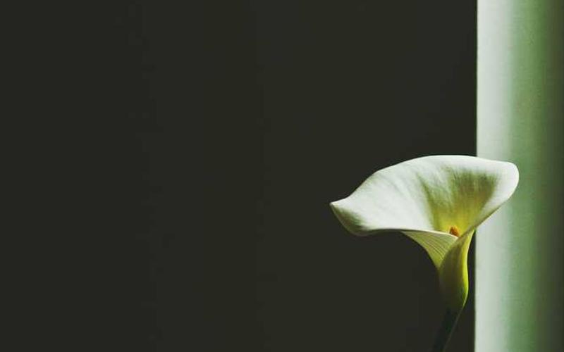 Elegante Calla-Lilie vor dunklem Hintergrund