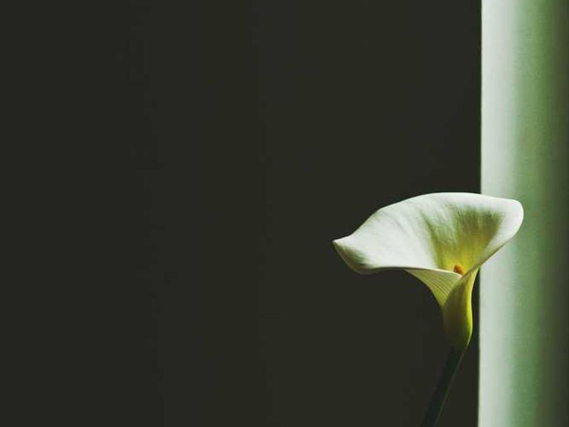 Elegante Calla-Lilie vor dunklem Hintergrund, ideal für Natur- und Eleganzthemen.