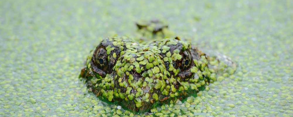 Frösche schwimmen in einer Wasserpflanzenlandschaft – RentPilot.