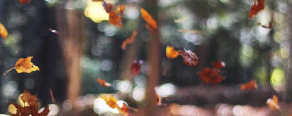 Herabfallende Blätter im Wald für nachhaltige Immobilien von RentPilot