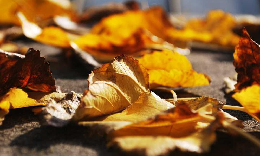 Nahaufnahme von herbstlichen, trockenen Blättern in Gelb und Braun.