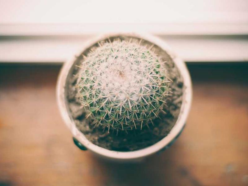 Kaktus in einem Topf auf einem Tisch für natürliche Wohnatmosphäre