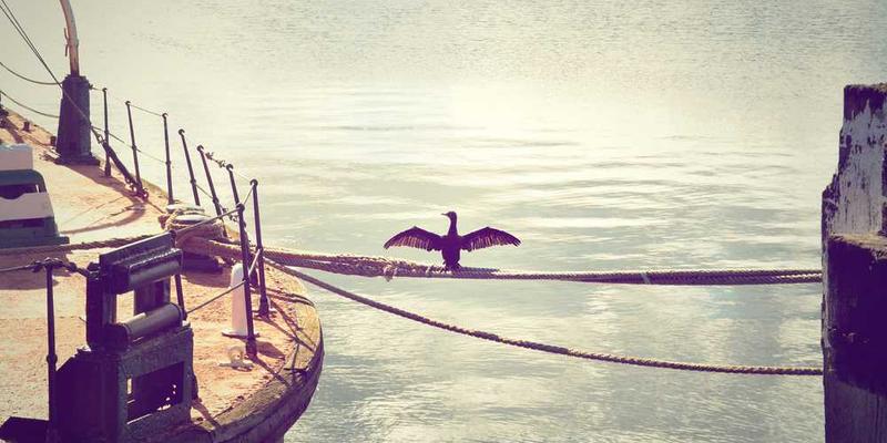 Kormoran auf Seil mit ausgebreiteten Flügeln – RentPilot