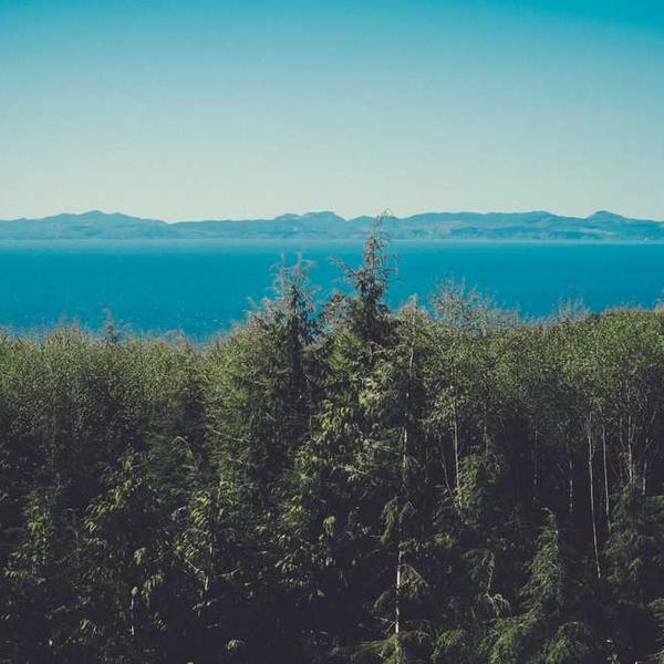Landschaft mit Bäumen im Vordergrund und ruhigem Meer im Hintergrund, das Facility Management unterstützt.