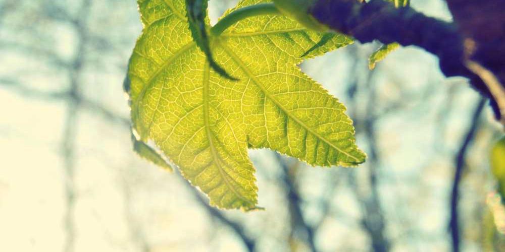 Leuchtendes Blatt symbolisiert Wachstum und Digitalisierung in der Immobilienverwaltung, RentPilot.