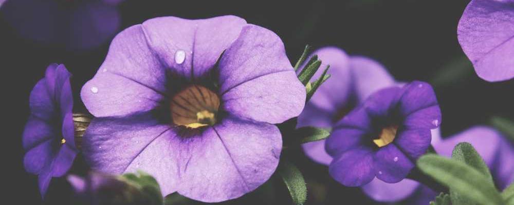 Detailaufnahme von lila Blumen in lebendigen Farben für Natur-Dekoration