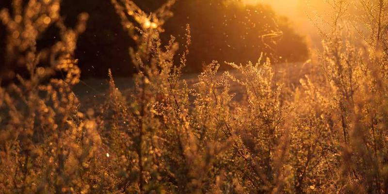 Natürliche Landschaft mit Pflanzen im Sonnenlicht, symbolisiert Freiheit. RentPilot.