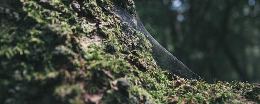 Nahaufnahme von Moos und Spinnweben auf Baumstamm, vermittelt Ruhe. RentPilot über Nachhaltigkeit in der Immobilienverwaltung.