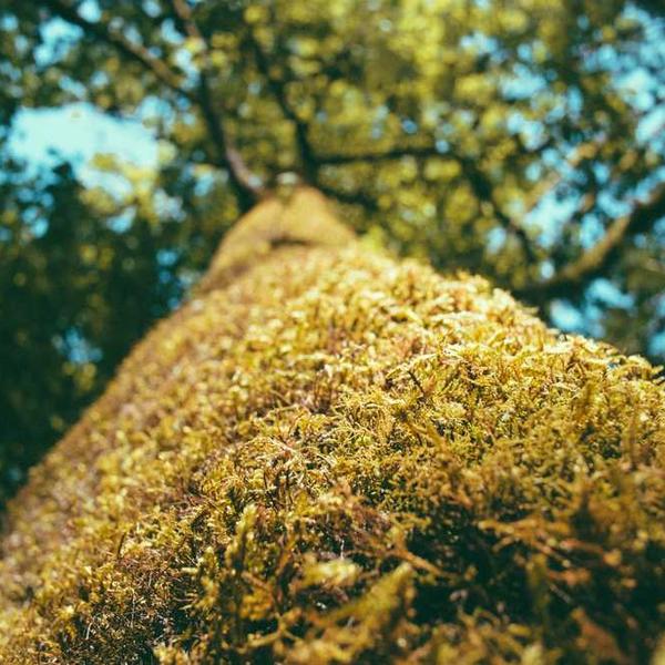 Moosbedeckter Baumstamm, Symbol für Nachhaltigkeit in der Immobilienverwaltung von RentPilot.