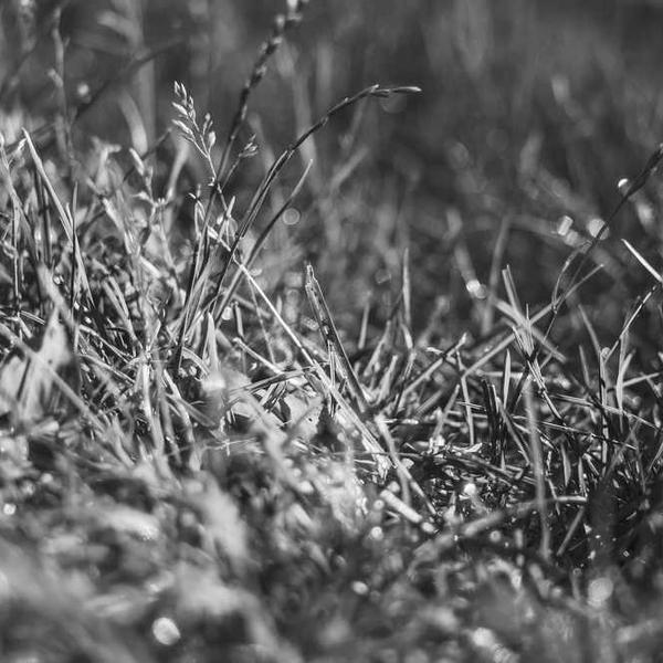 Nahaufnahme von Gras und Pflanzen im Freien, RentPilot