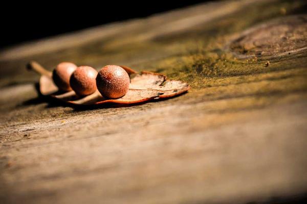 Nahaufnahme von runden Naturobjekten auf Holz, RentPilot Smart Home