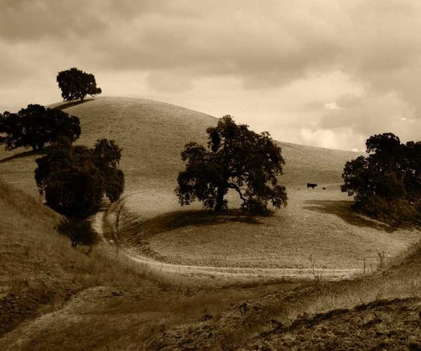 Nebel über ruhiger Berglandschaft mit Bäumen - RentPilot