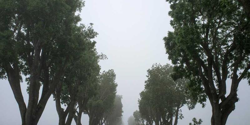 Nebelige Straße gesäumt von Bäumen, ruhige Atmosphäre