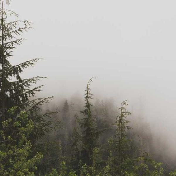 Nebelige Waldlandschaft in der Dämmerung – RentPilot