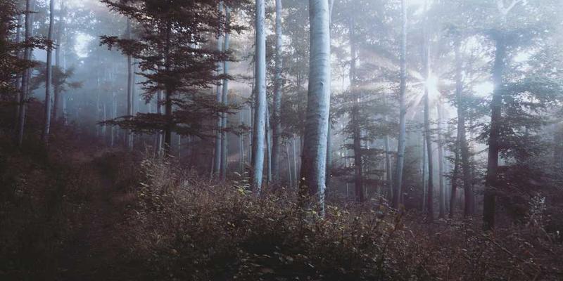 Nebeliger Wald mit Lichtstrahlen, symbolisiert Freiheit und Natur – RentPilot