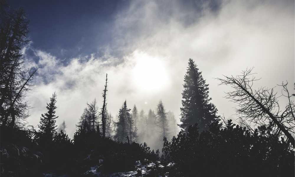 Nebeliger Wald mit hohen Bäumen und diffusem Licht, symbolisiert Ruhe.