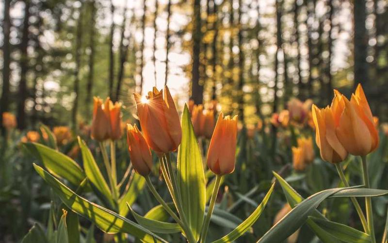 Orangefarbene Tulpen im Wald, von RentPilot für Blog über Mietkaution
