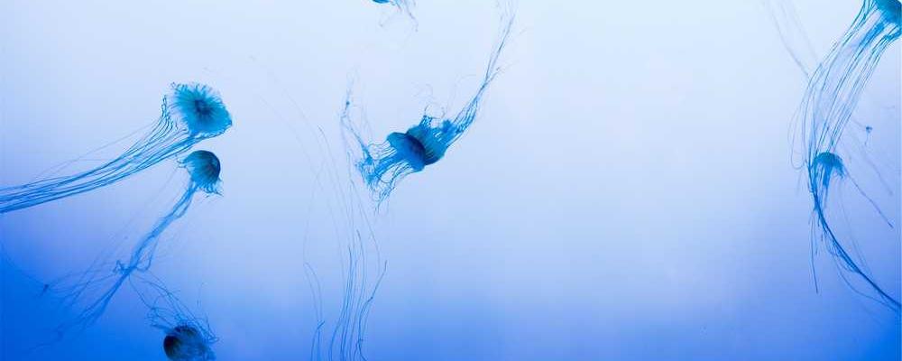 Künstlerische Darstellung von Quallen in Blau für RentPilot Blog über Nebenkostenabrechnung
