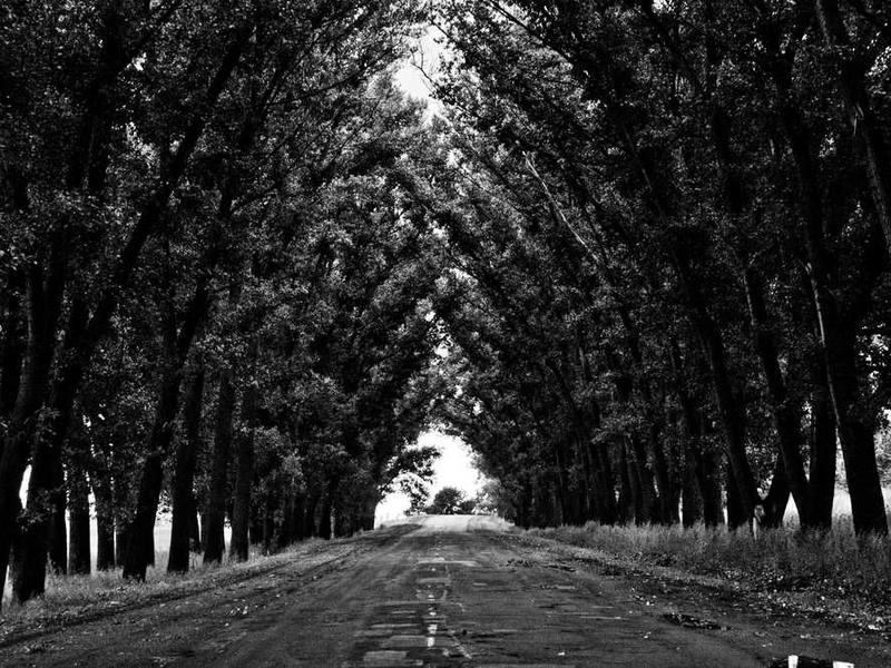 Schwarz-Weiß-Bild einer von Bäumen gesäumten Straße von RentPilot.