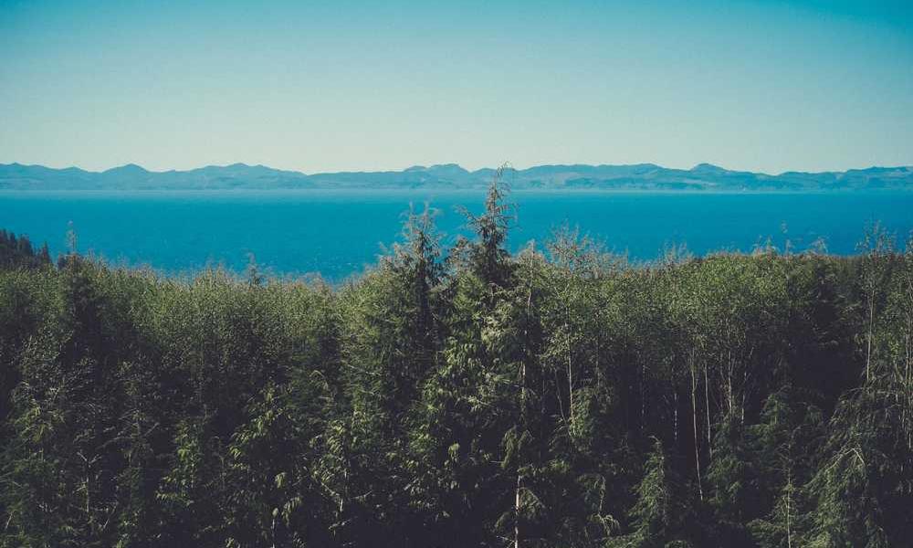 Beruhigende Landschaft mit Bäumen und Wasser - RentPilot
