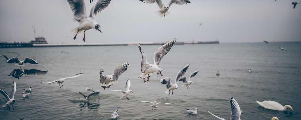 Malerische Küstenlandschaft mit Vögeln am Wasser - RentPilot