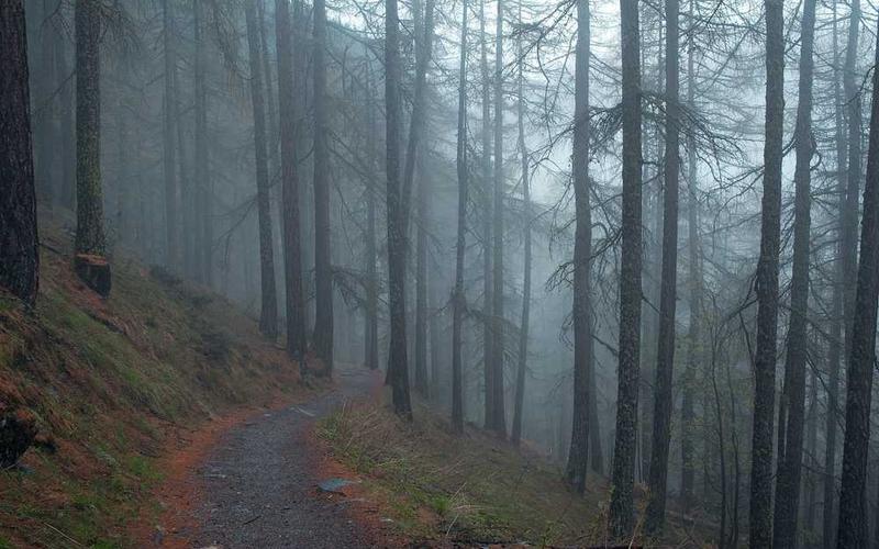 Nebeliger Waldweg, symbolisch für Mietvertragserfolg - RentPilot