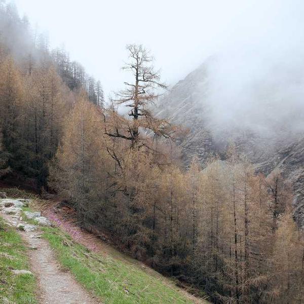 Unscharfes Gras im Sonnenlicht für RentPilot Blog zur Mietkaution