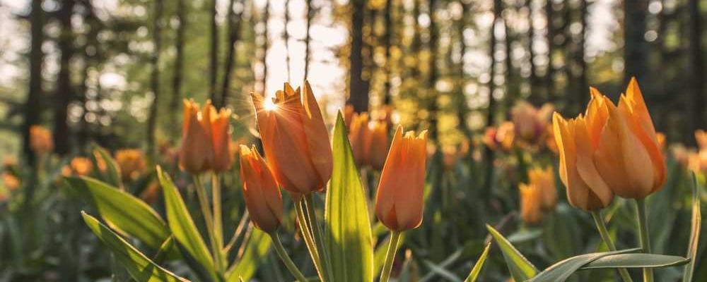 Blühende orange Tulpen im Wald, RentPilot Blog über Wohnungsmarkt