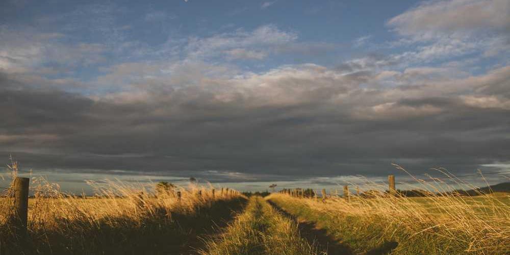 Ruhige Landschaft mit Weg durch hohes Gras, RentPilot