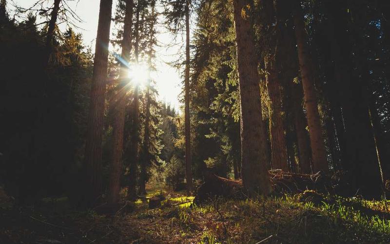 Sonnendurchflutete Waldlandschaft für RentPilot Blog