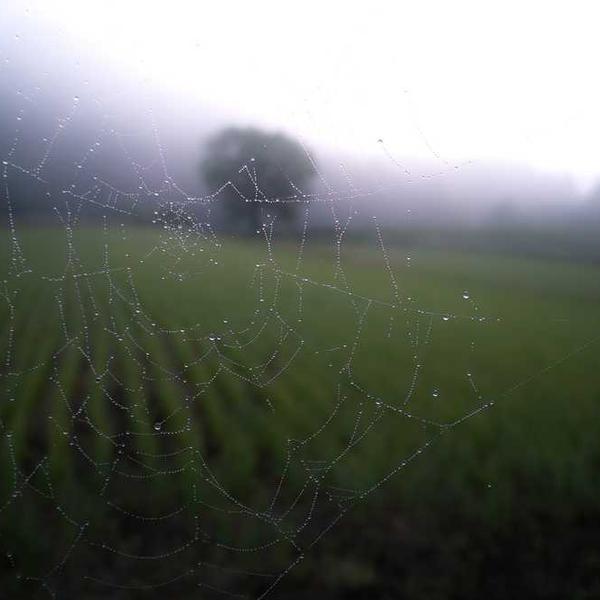 Spinnennetz mit Wassertropfen in nebliger Landschaft - RentPilot
