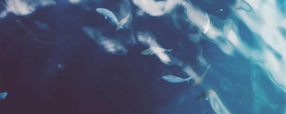 Unterwasseraufnahme mit Fischen im blauen Wasser – RentPilot