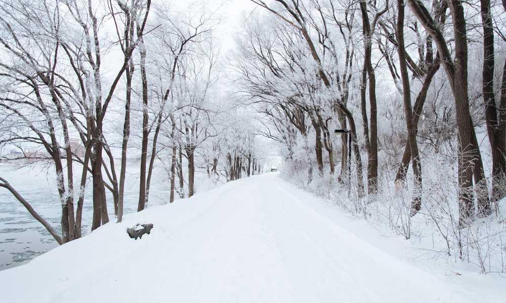 Verschneite Winterlandschaft mit hohen Bäumen, RentPilot