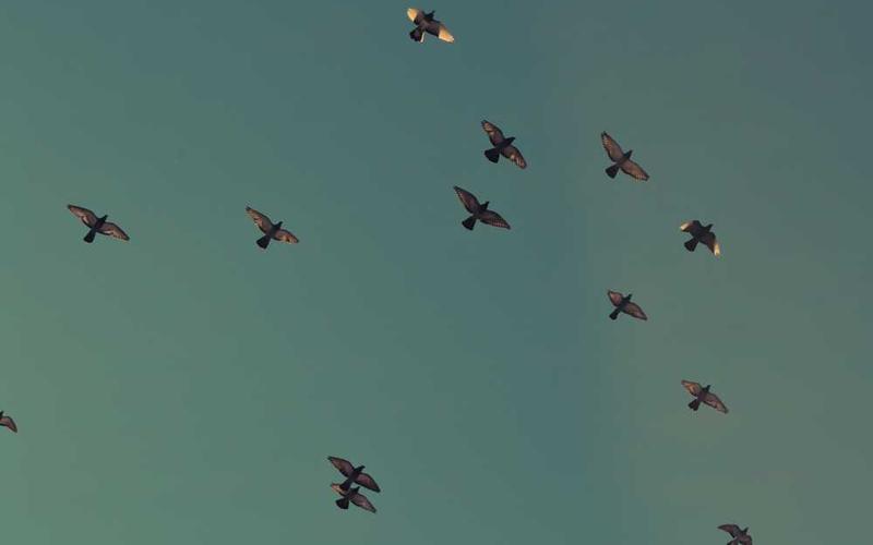 Vögel fliegen am Himmel und symbolisieren Freiheit – RentPilot