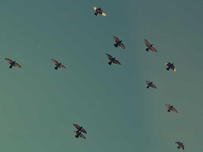 Eine Gruppe von Vögeln fliegt am Himmel und symbolisiert Freiheit.