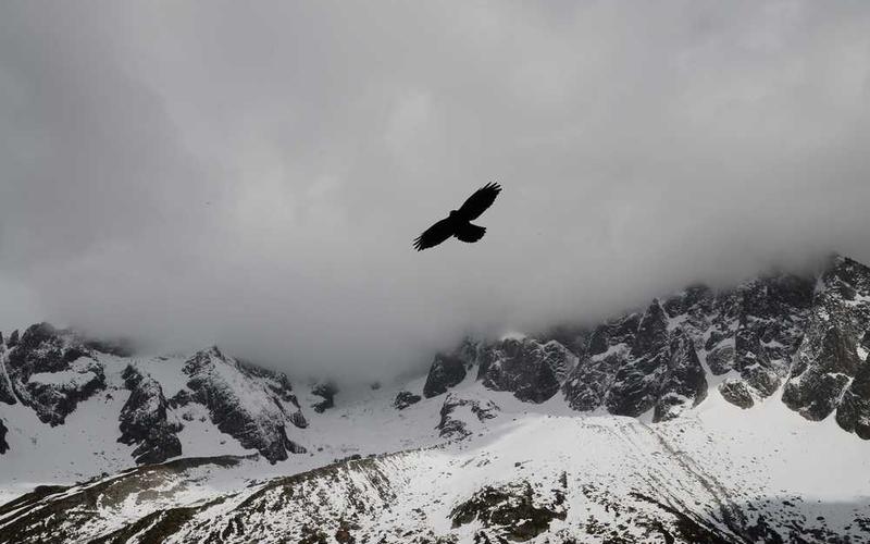 Ein Vogel fliegt über schneebedeckte Berge, symbolisiert Freiheit und Natur. Bild von RentPilot.