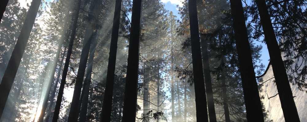 Wald mit hohen Bäumen und Sonnenstrahlen von RentPilot