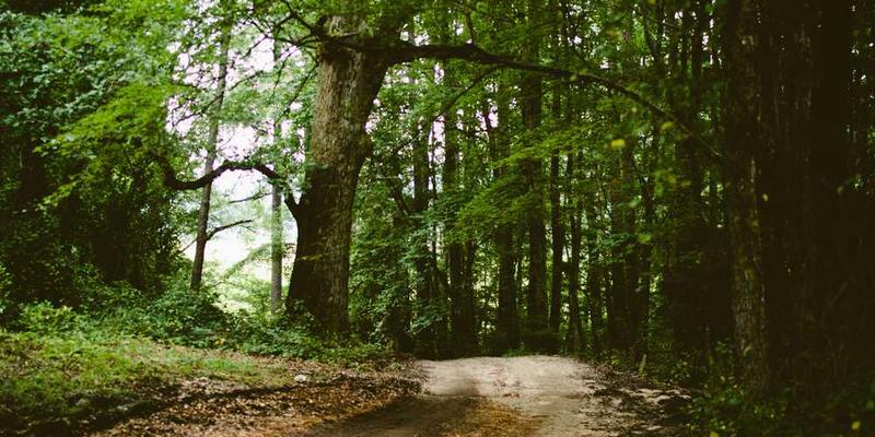 Waldweg umgeben von Bäumen, vermittelt Ruhe, RentPilot Blog