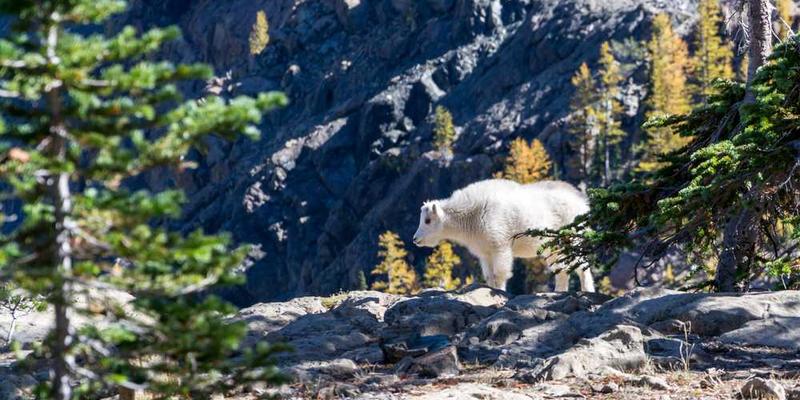 Wildtier in den Bergen von RentPilot, symbolisiert Natur und Nachhaltigkeit.