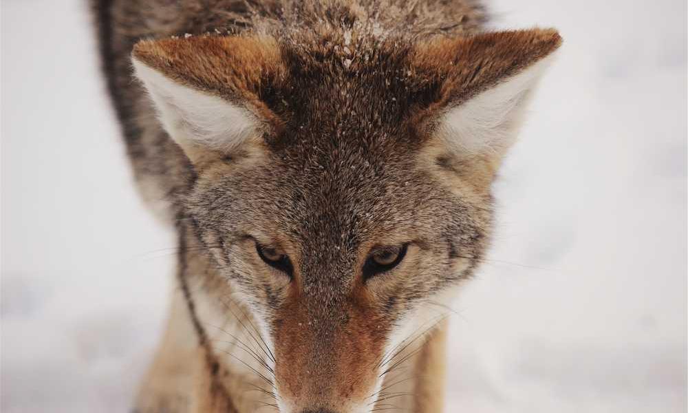 Wolf in winterlicher Umgebung, Symbol für Natur und Wildnis