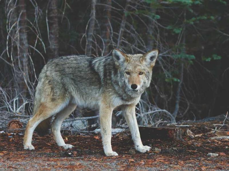 Wolf in natürlicher Umgebung, symbolisiert Wildnis & Natur - RentPilot Blog